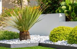 Jardin paysagé et plante mediterranéenne