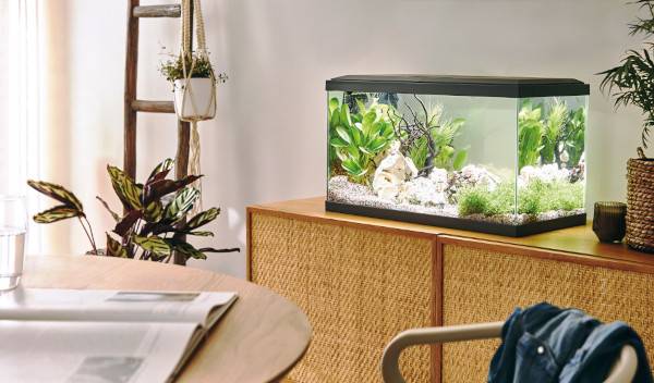préparer aquarium poissons 1 thumbnail