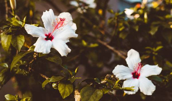 Hibiscus