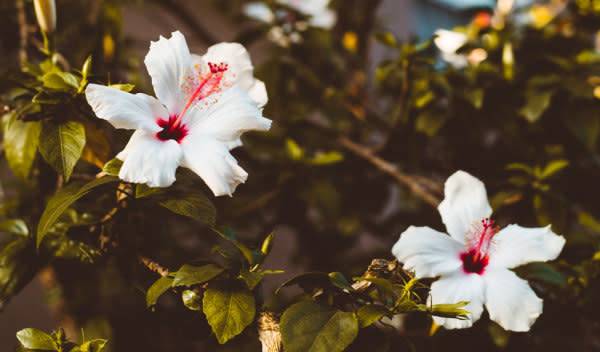 Hibiscus