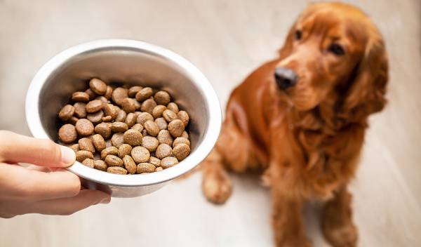 À quoi sert la teneur en protéines dans les croquettes pour chien