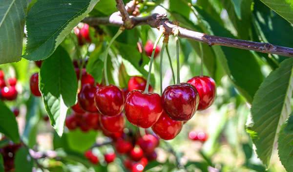 De la gourmandise au jardin avec la plantation d’un cerisier - © beValorous - pixabay.com