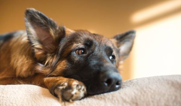 Quels paniers choisir pour les chiens souffrant de problèmes articulaires