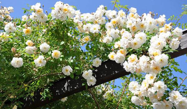 La somptueuse floraison des rosiers grimpants - © BB - pixabay.com