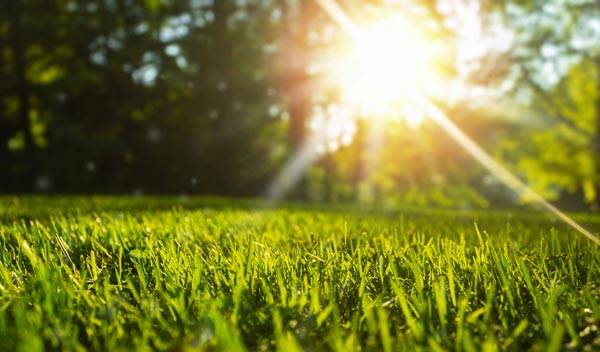 Conseils pour l'entretien de sa pelouse au printemps