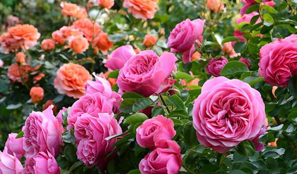 Quelle variété de rosiers choisir ?