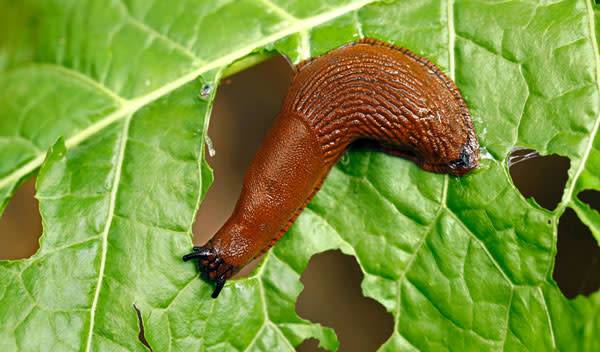 Comment se débarrasser des limaces dans mon jardin ?