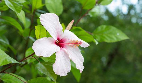 Hibiscus : plantation, entretien et taille