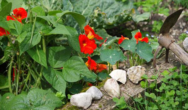 Fleurs pour protéger vos cultures