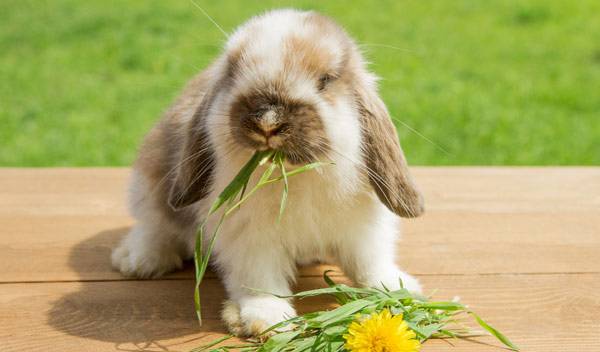 Lapin nain bélier