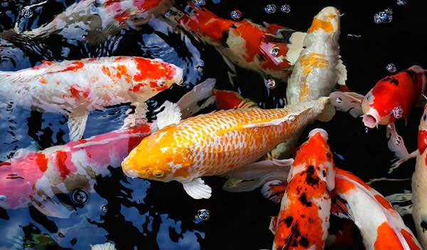 Carpes koï dans un bassin de jardin