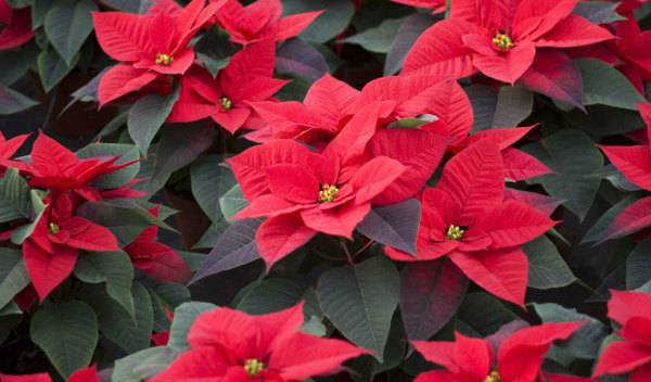 poinsettia