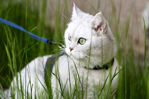 Se promener avec son chat : collier, laisse et harnais