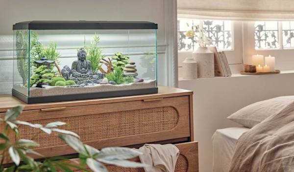 5 idées de décoration pour un aquarium d'eau douce