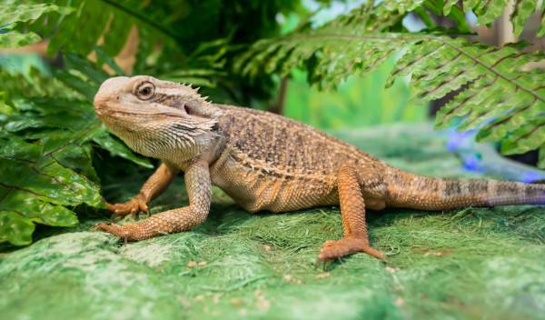 aménager terrarium pogona thumbnail