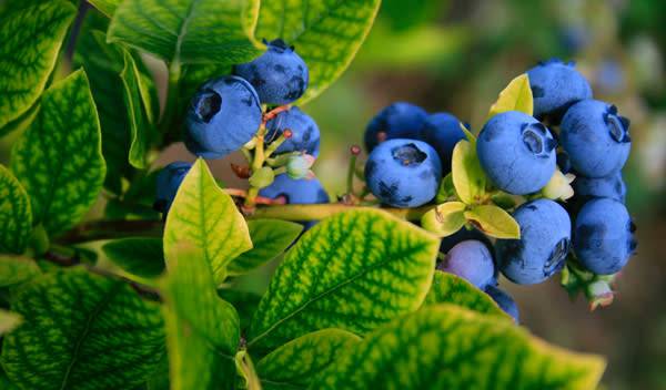 Les délicieuses baies bleues du myrtillier - © Elisabeth Joly - unsplash.com