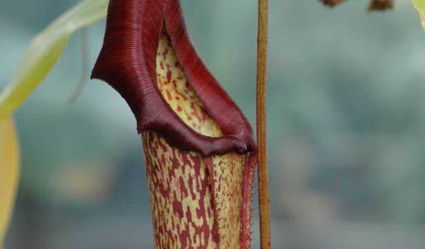 vignette-les-plantes-carnivores