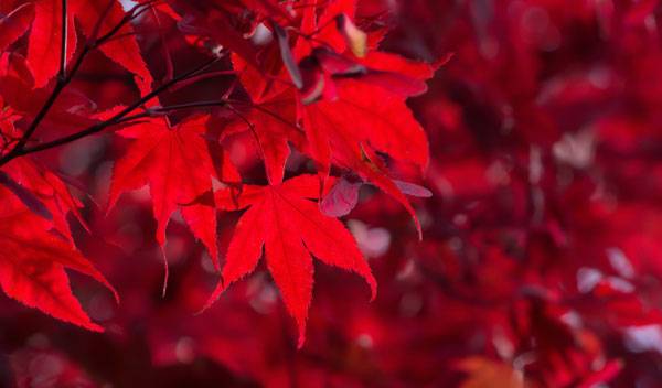 Plantes rouges qui résistent au froid