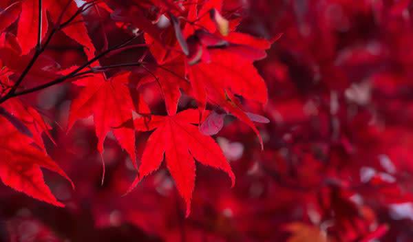 Plantes rouges qui résistent au froid