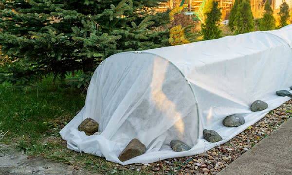Comment protéger ses plantes en hiver ?