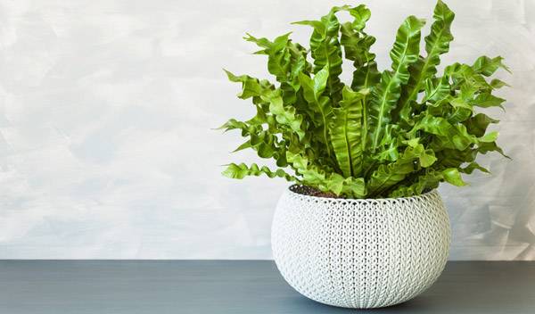 Asplenium : entretien, exposition, rempotage