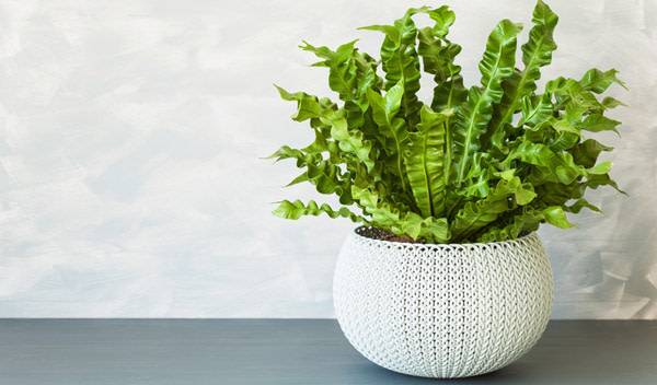 Asplenium : entretien, exposition, rempotage