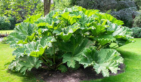 Gunnera manicata ou le feuillage époustouflant de la Rhubarbe géante du Brésil - © Menyhert - stock.adobe.com