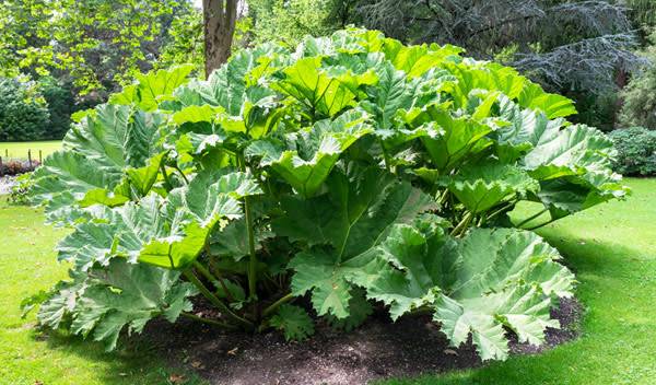 Gunnera manicata ou le feuillage époustouflant de la Rhubarbe géante du Brésil - © Menyhert - stock.adobe.com