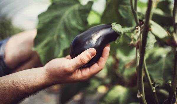 #Zoom sur l'aubergine - ©Dusko - stock.adobe.com