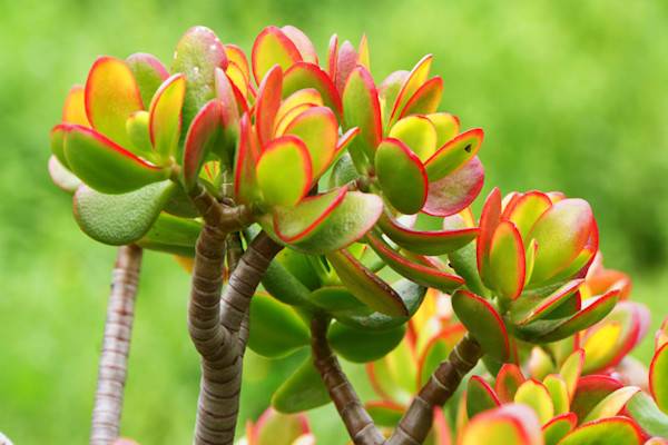 La crassula peut avoir plusieurs couleurs