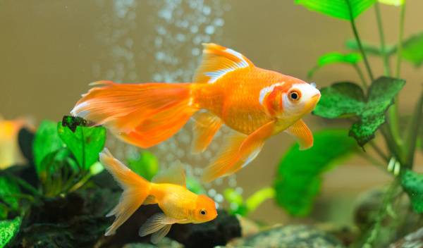 déco aquarium poissons rouges 1 thumbnail