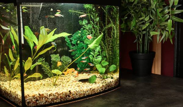 lumière aquarium nuit thumbnail