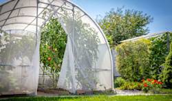 Serre tunnel tomates