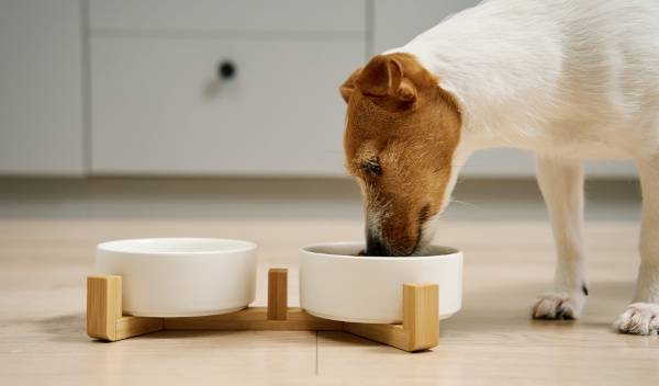 Comment améliorer l'alimentation de son chien