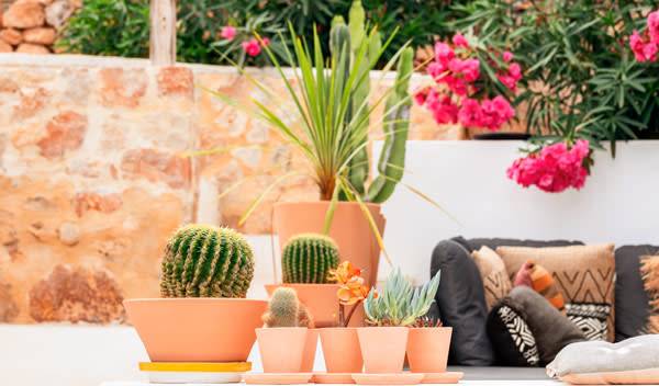 La terre cuite se décline en diverses tailles pour accueillir une collection de cactées et succulentes - © Artem Bolshakov - stock.adobe.com