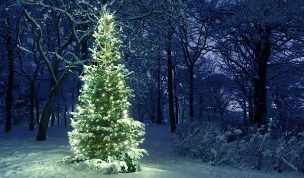 Quelle est l'origine du sapin de Noël ?