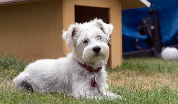 habituer chien niche 1 thumbnail