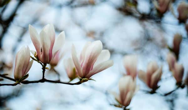 Magnolia