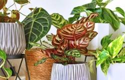 Plante d'intérieur en pot, mélange de variétés
