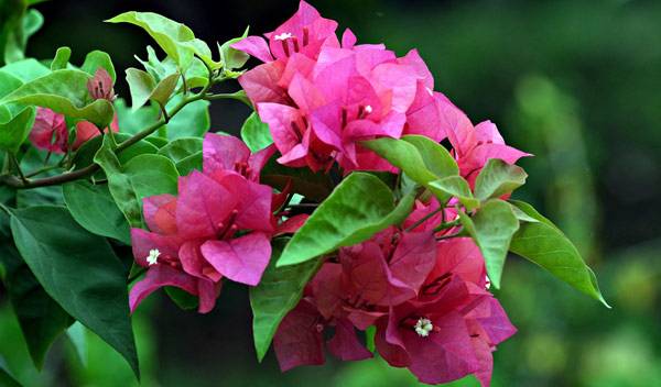 Le bougainvillier, une beauté sud-américaine qui aime le soleil, la chaleur et s'avère bien frileux - © Hartono Subagio - pixabay.com