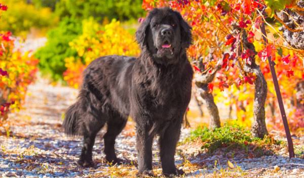 11 races de grands chiens