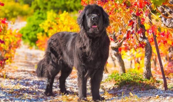 11 races de grands chiens