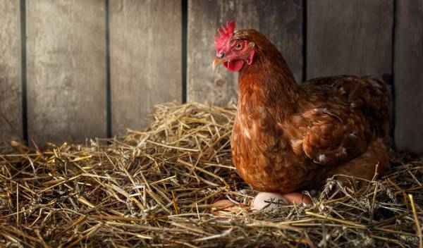 poules ne pondent plus thumbnail
