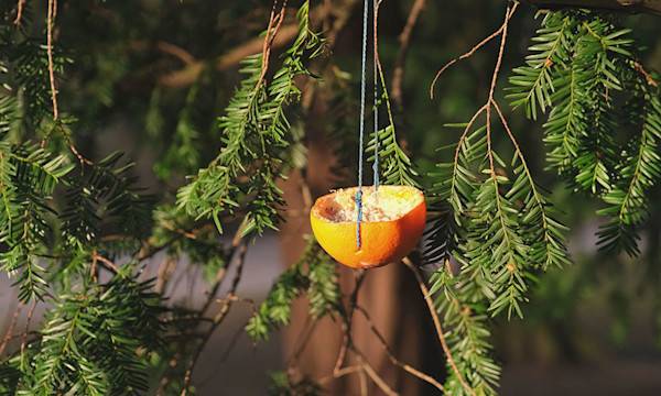 Une mangeoire à oiseaux faite avec une orange