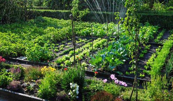 Quelles bordures de jardin choisir pour un potager ?