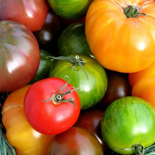 Tomates en mélange de couleur