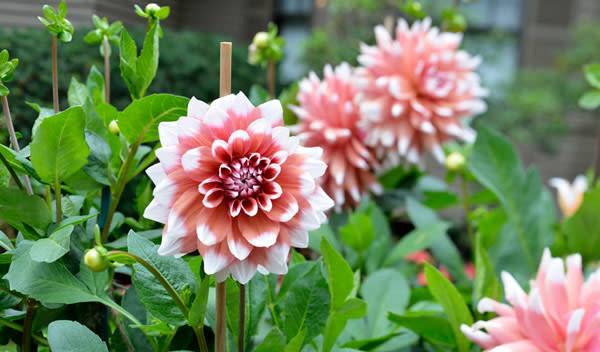 Dahlia