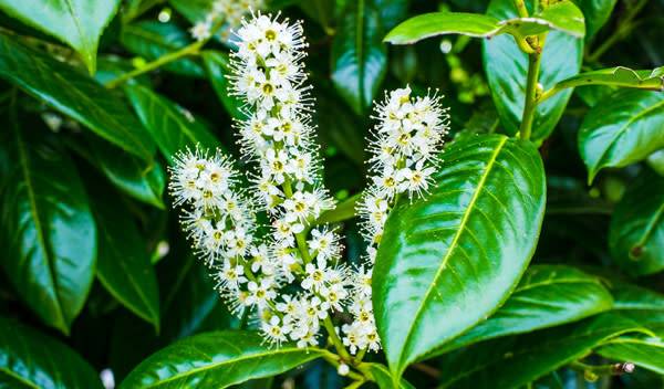 Au printemps, le feuillage persistant du laurier-palme se parsème de petites grappes de fleurs - © David - stock.adobe.com
