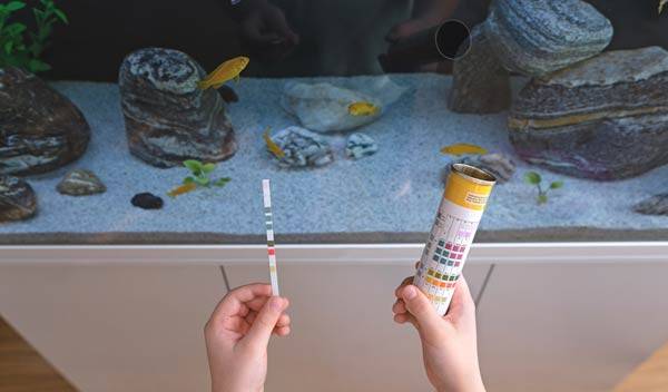 Pourquoi et comment tester son eau d'aquarium ?
