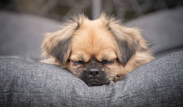 laver coussin chien 1 thumbnail